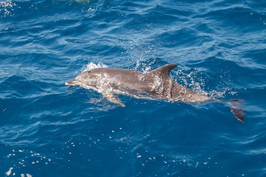 Dolphin Watching and Punta Mona, Gandoca-Manzanillo, Caribbean Coast ...