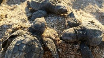 Tourtle nesting  tour at night, Guanacaste, Costa Rica photo