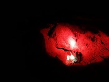 Tourtle nesting  tour at night, Guanacaste, Costa Rica photo