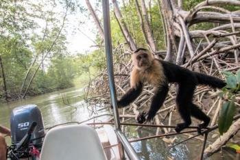 Mangrove tour, Manue Antonio, Costa Rica photo