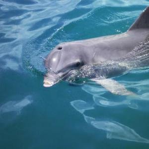 Dolphin & Whale Watching by Catamaran, Manuel Antonio, Costa Rica photo