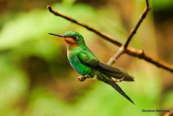 Jardín de Colibríes, Monteverde,Costa Rica
