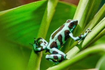 Reptile and Amphibian Exhibition, Monteverde, Costa Rica