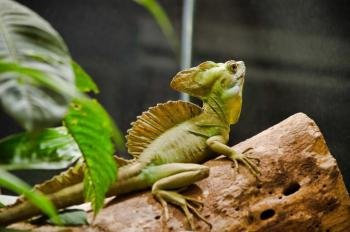 Reptile and Amphibian Exhibition, Monteverde, Costa Rica