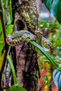 Reptile and Amphibian Exhibition, Monteverde, Costa Rica