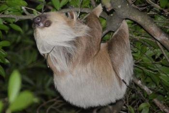 Jungle night tour, Monteverde, Costa Rica photo