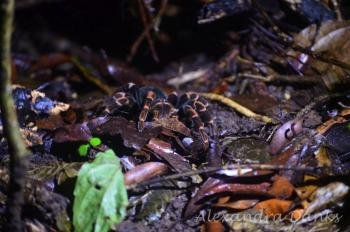 Jungle night tour, Monteverde, Costa Rica photo