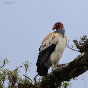 General Guided Walk, Monteverde, Costa Rica photo