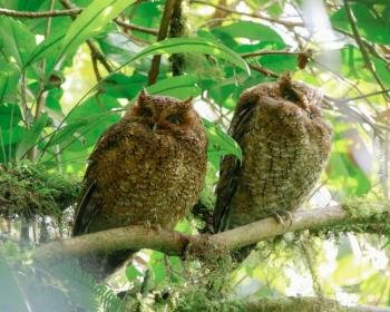 General Guided Walk, Monteverde, Costa Rica photo