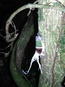 Jungle night tour, Monteverde, Costa Rica photo