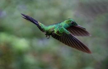 Jardín de Colibríes, Monteverde,Costa Rica