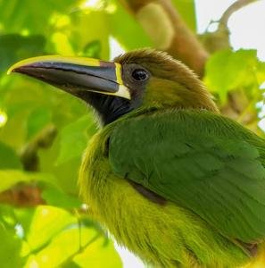 Bird Whatching Tour, Monteverde, Costa Rica
