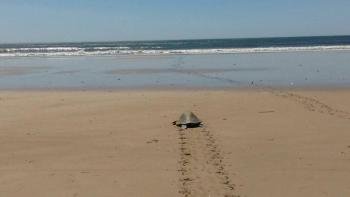 Tourtle nesting  tour at night, Guanacaste, Costa Rica photo