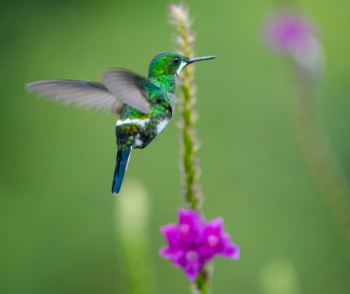 Bird watching, Arenal Volcano, Costa Rica photo