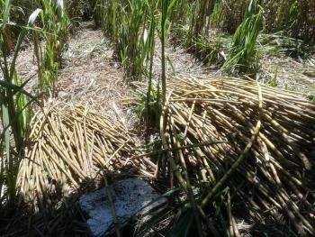 Sugar cane Tour in Monteverde, Costa Rica photo