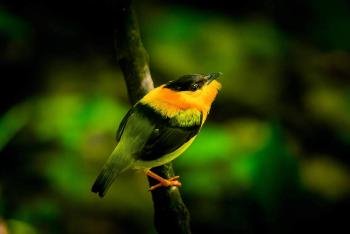Avistamiento de aves & tour de mañana en Manuel Antonio, Costa Rica photo