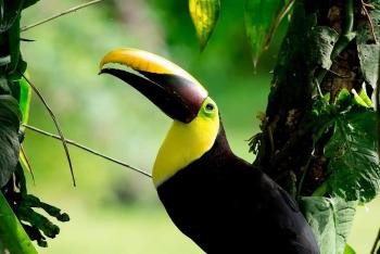 Avistamiento de aves & tour de mañana en Manuel Antonio, Costa Rica photo