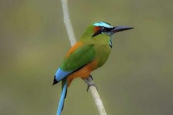 Avistamiento de aves & tour de mañana en Manuel Antonio, Costa Rica photo